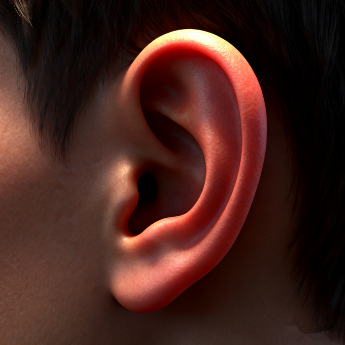 创建 3D 耳朵_副本.png